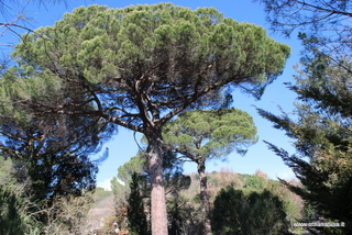 Pini Monastero san Nicolo